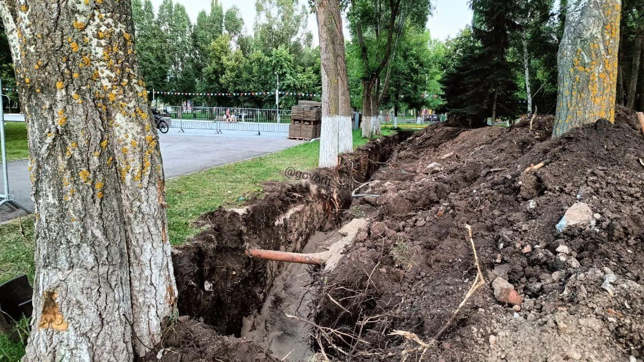 Самарцы обеспокоились судьбой деревьев в парке Победы Во время прокладки новых коммуникаций рабочие повредили их боковые корни. Местные жители обратили внимание на проблему и выразили опасение, что деревья могут погибнуть или упасть во время сильного ветра. <...> Основная корневая система взрослых деревьев уходит в глубину земли, поэтому остается незатронутой. За всеми деревьями и кустарниками, возле которых проходят работы по реконструкции парка, наблюдают специалисты, готовые в случае необходимости предпринять необходимые меры к сохранению растений. - сообщают в администрации города ПОДПИСАТЬСЯ