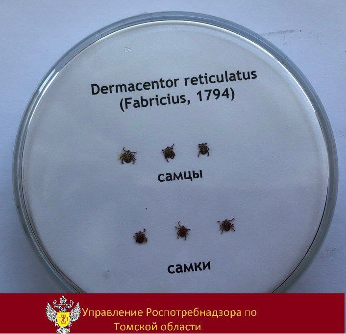 В Томской области за неделю зарегистрировано 6 случаев клещевого энцефалита    С 17 по 23 июля с укусами клещей обратились 160 человек, в том числе 20 детей. Больше всего пострадавших в Томске и Томском районе — 99 случаев. 14 человек госпитализированы. С начала сезона за медпомощью из-за клещей обратились 15 737 жителей, 12 из них заболели энцефалитом. Вакцинацию прошли 55 037 человек. Роспотребнадзор напоминает о мерах защиты: используйте спецодежду, репелленты и светлую одежду. При укусе клеща обращайтесь в пункты серопрофилактики.    Подписаться! Регион-70      Прислать новость