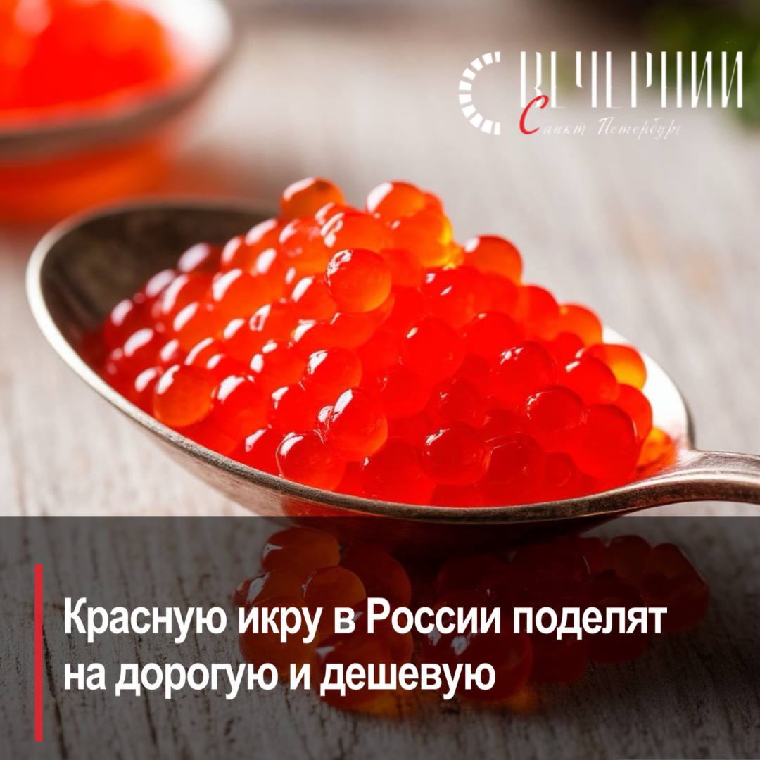 Икра раздора: россиянам предложат выбирать — шиковать или экономить Рынок красной икры в России уже в этом году разделится на премиальную икру, с высокой стоимостью, и икру более низкого качества, подешевле. Президент Всероссийской ассоциации рыбопромышленников Герман Зверев заявил, что красная икра — продукт, который очень сильно отличается по качеству, а следовательно, и по цене, в зависимости от вида рыбы, сроков вылова, способа переработки и хранения. По его словам, рынок красной икры возвращается к состоянию, в котором находился до начала 1990-х годов. Ценовые колебания внутри товарной категории «красная икра» будут все более и более резкими. Фото: сгенерировано в нейросети Вечерний Санкт-Петербург