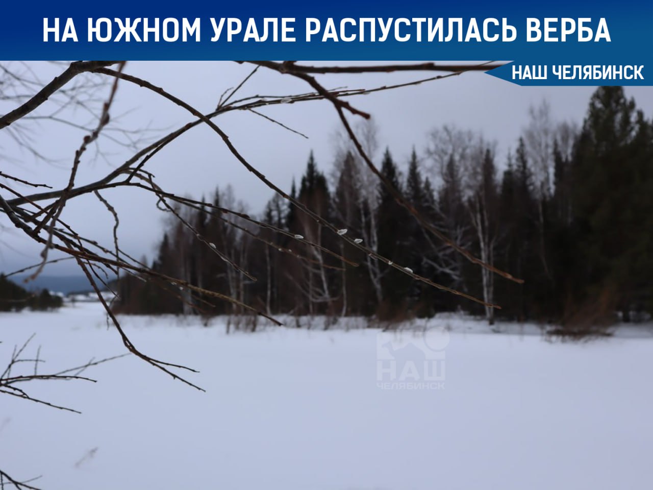 В Челябинской области верба распустилась из-за аномально тёплой погоды  В национальном парке «Зигальга» растения, похоже, решили, что март уже наступил. На протяжении нескольких дней температура держится около нуля. Тёплая зима также не позволила льду покрыть реки: на реке Юрюзань образовались полыньи и промоины.    Подписаться на «Наш Челябинск»