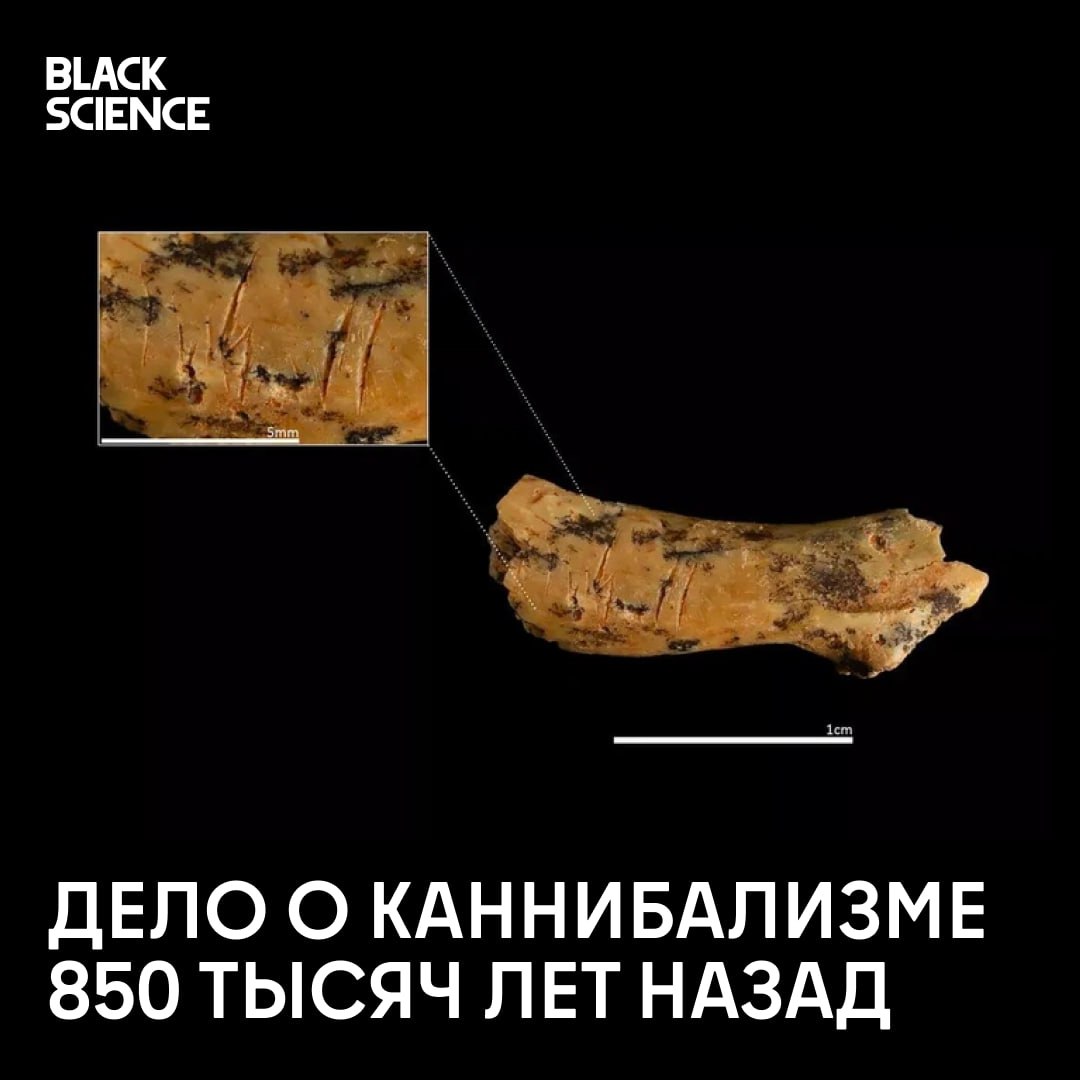 Доказательства каннибализма у Homo antecessor В испанской пещере Гран-Долина археологи обнаружили шейный позвонок ребенка возрастом 2-4 лет со следами намеренного обезглавливания. Возраст находки составляет 850 000 лет — она принадлежит виду Homo antecessor, одному из древнейших человеческих видов в Европе. Систематический каннибализм предков. Только в июле 2025 года было обнаружено 10 скелетов с признаками каннибализма. На костях — следы снятия мяса, переломов для извлечения костного мозга и человеческих укусов. Почему они ели друг друга? Хотя в пещере были найдены и кости животных, дети и подростки 75% жертв могли быть более легкой добычей. Также точные надрезы говорят о символическом обращении с телами, что может говорить также о ритуальных практиках. : Maria D. Guillen / IPHES-CERCA