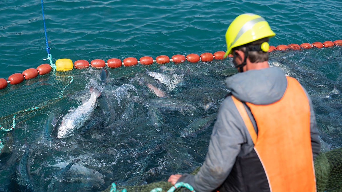 В Госдуму вернули инициативу Мурманской области о прибрежной переработке печени трески Мурманская область вновь внесла на рассмотрение в Госдуму исправленную версию проекта закона О проведении на территории Мурманской области эксперимента по повышению эффективности прибрежного рыболовства 27 января комитет ГД по аграрным вопросам отклонил законопроект но как рассказали в правительстве региона в него внесли правки и вновь отправили на рассмотрение Документ должен разрешить рыбакам производить транспортировать хранить и выгружать в морских портах консервы из печени трески получаемой при разделке улова если этот вылов осуществлялся на прибрежных участках в пределах Северного рыбохозяйственного бассейна Эксперимент планируется провести в течение трех лет Сейчас до берега доходит не более 40 добытой печени трески Вторичное сырье такое как печень и другие субпродукты полученное в первые дни промысла приходится утилизировать чтобы избежать длительного хранения Если закон примут работающие в прибрежной зоне рыбаки смогут дополнительно производить до 900 000 банок консервов печени трески в год   Подробнее в материале на нашем сайте Istock Telegram Max