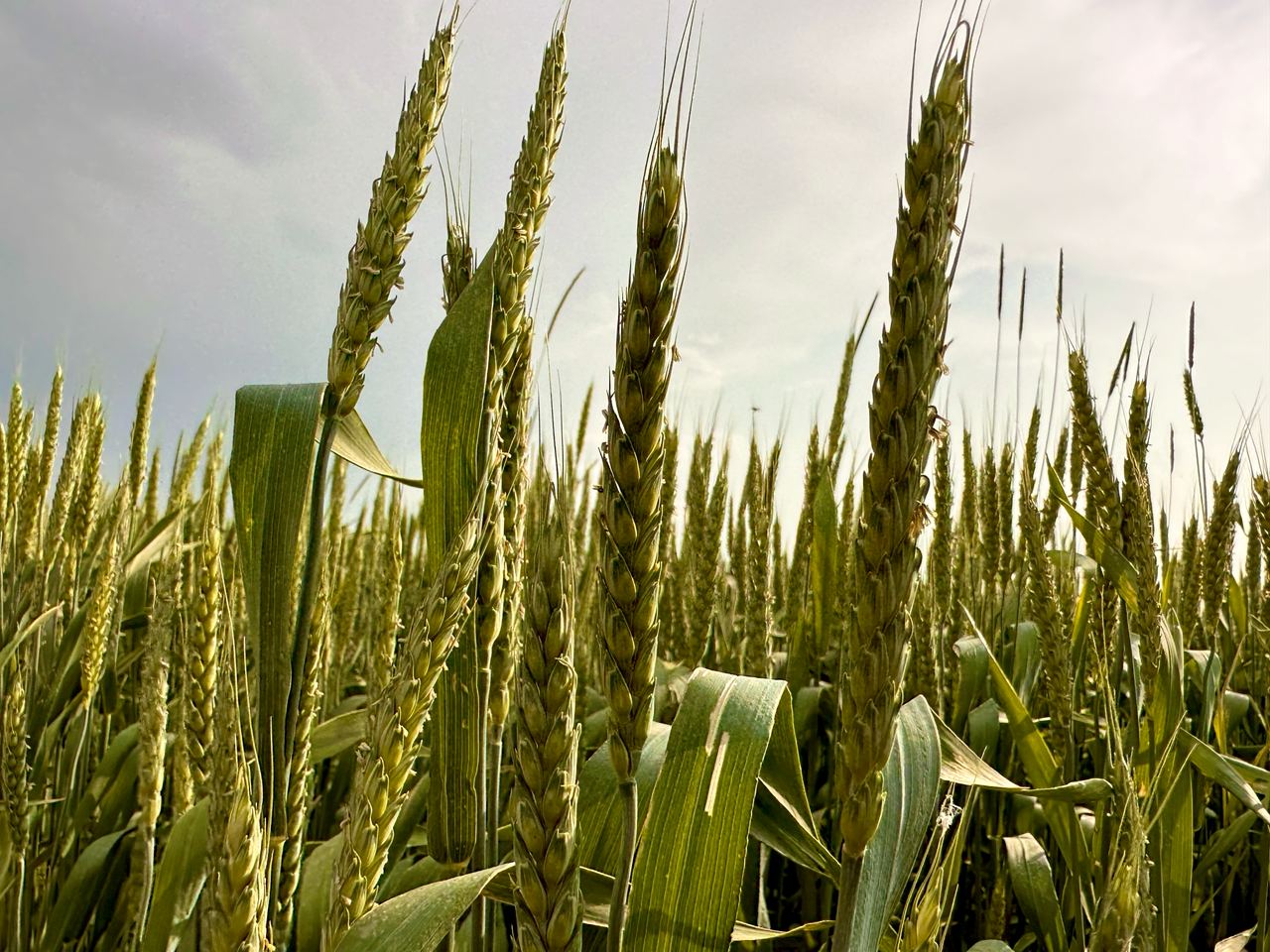 В Дагестане в 2026 году увеличат мощности хранения сельхозпродукции Мощности хранения плодоовощной продукции планируется увеличить до 60 тысяч тонн За последние два года в регионе введены в эксплуатацию плодоовощехранилища общей мощностью более 30 тысяч тонн Развитие инфраструктуры хранения сельхозпродукции является одним из приоритетов в рамках развития агропромышленного комплекса