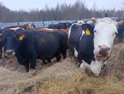 12 миллионов на развитие получит боровский фермер  В Калужской области в числе грантополучателей на развитие семейных ферм оказался боровский фермер Роман Гетманский, который теперь сможет потратить на развитие молочного животноводства 12 миллионов рублей. Об этом рассказал глава района Николай Калиничев.