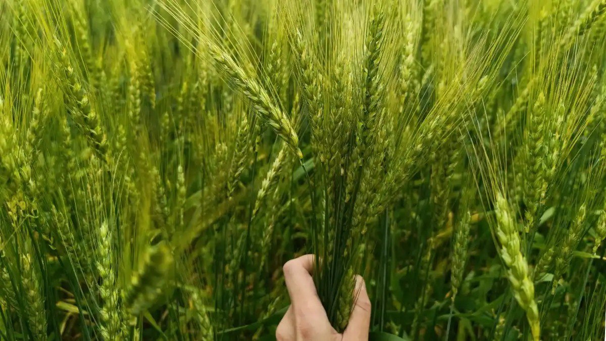 Размер квот на ввоз импортных семян в 2026 году может значительно сократиться Российский зерновой союз опубликовал проект протокола заседания Подкомиссии по таможенно тарифному и нетарифному регулированию от 28 октября 2026 года В ходе заседания обсуждались три ключевых вопроса тарифная квота на вывоз зерновых в 2026 году количественные ограничения на ввоз семян сельхозкультур в 2026 году а также снятие запрета на экспорт из России риса сырца Подробнее читайте