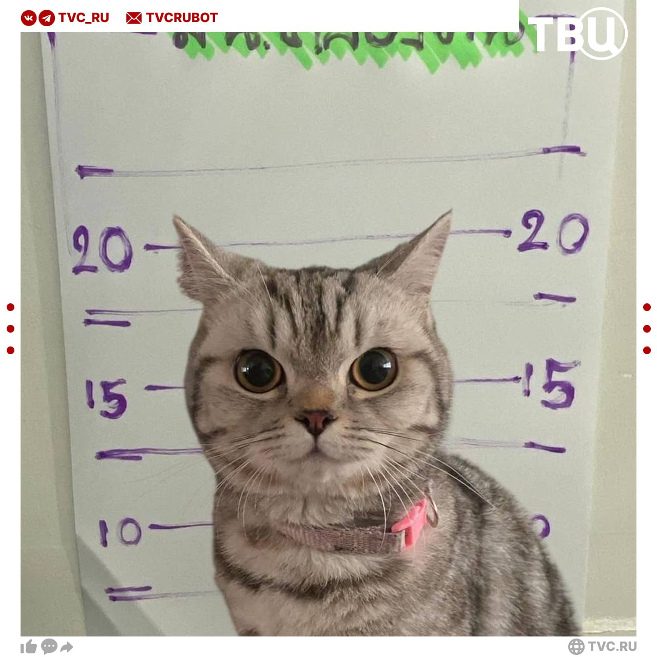 В Таиланде за нападение на полицейских задержали... кота В Бангкоке местный житель принёс потерявшегося кота в отделение полиции. Но хвостатый оказал сопротивление и напал на офицеров. Его сразу же задержали, взяли отпечатки лап, сделали фото для базы и завели дело. Пушистого оставили в участке до объявления хозяев. И вот уже через пару дней полосатый гангстер вернулся в родной дом, а все обвинения были сняты.