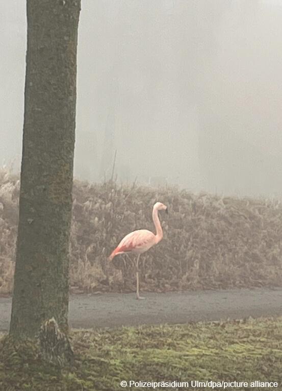 Этого розового фламинго одиноко стоящего на обочине заметил водитель проезжавший по дороге близ города Ульм на юго западе Германии И тут же позвонил в полицию прибывшую на место в сопровождении спасателей из пожарной службы Резонный вопрос откуда взялась экзотическая птица пока остался без ответа Ни в одном из зоопарков с которыми связались полицейские пропавшего фламинго не искали Тем временем некоторые из местных жителей выразили желание приютить птицу ей для хорошего самочувствия очень подошел бы сад с прудом а у них как раз имелись подходящие условия Но занятые случаем специалисты заявили птица в хорошем состоянии и помощь ей не требуется она сможет выжить и в дикой природе и в непривычном для нее климате Естественная среда обитания розовых фламинго Африка Азия Северная и Южная Америка а также и Южная Европа они любят мелководные соленые и щелочные озера Однако в Германии уже много лет есть своя колония фламинго в нескольких сотнях километров от Ульма на север в заповеднике под Мюнстером у границы с Нидерландами Считается что составили ее птицы когда то сбежавшие из зоопарков но сегодня они регулярно гнездятся и выводят птенцов на свободе dwrussian