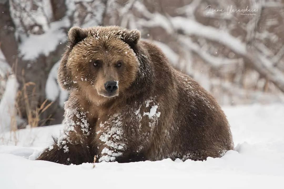 В Татарстане насчитали уже почти 100 медведей — их стали встречать и в пригороде Казани   Популяция косолапых продолжает расти. Больше всего медведей в Агрызском, Мамадышском, Рыбно-Слободском и Зеленодольском районах.