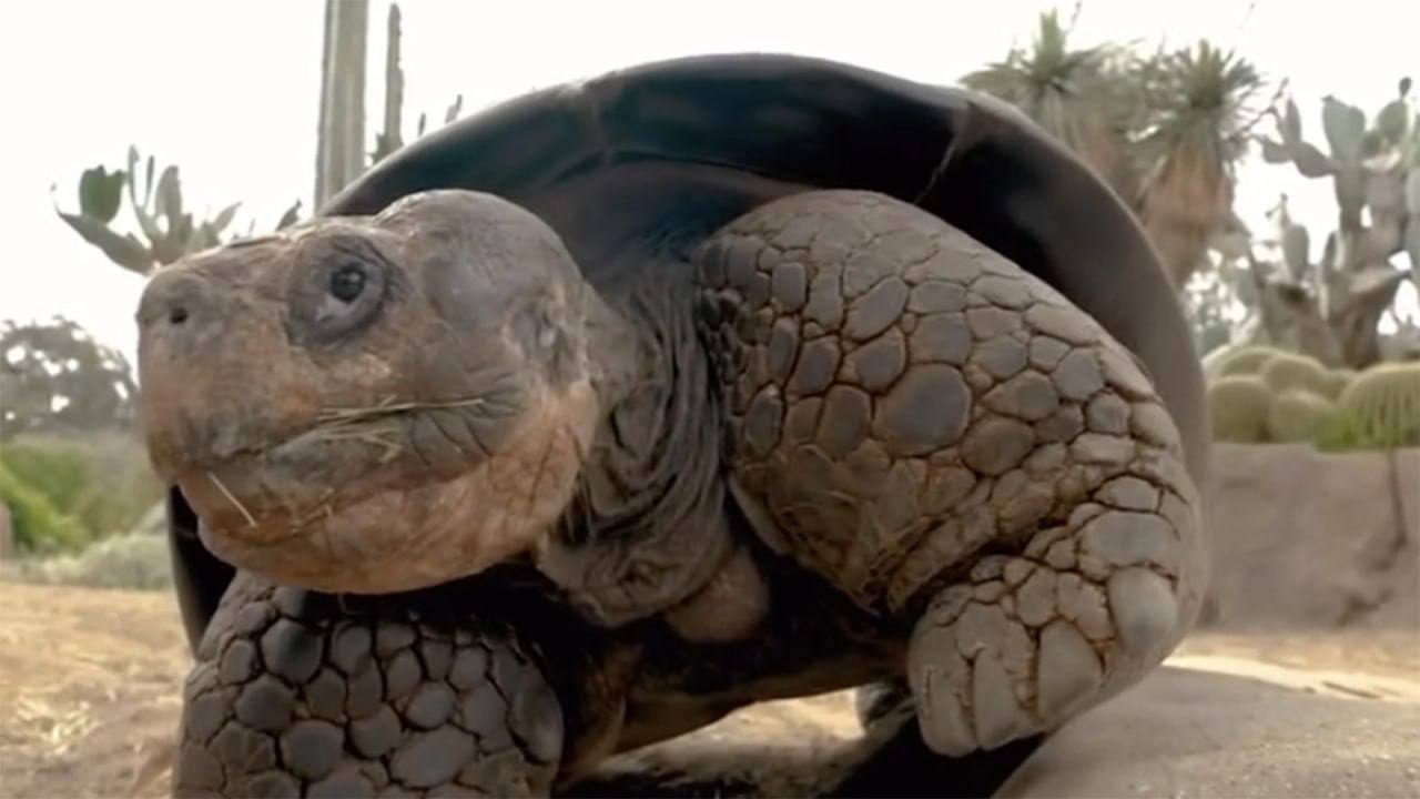 Умерла одна из старейших в мире галапагосских черепах пережившая две мировые войны Ей был 141 год Легендарная черепаха Грамма родилась аж в 1884 году еще до появления автомобилей и самолетов и при правлении в Великобритании королевы Виктории Черепаха пережила две мировые войны и видела путь мировых технологий от конных экипажей до смартфонов Грамма провела почти 100 лет в зоопарке после того как ее забрали с Галапагосских островов Посещавшие черепаху люди в ее детстве приходили к ней через десятилетия уже со своими детьми Дмитрий Никотин Подписаться