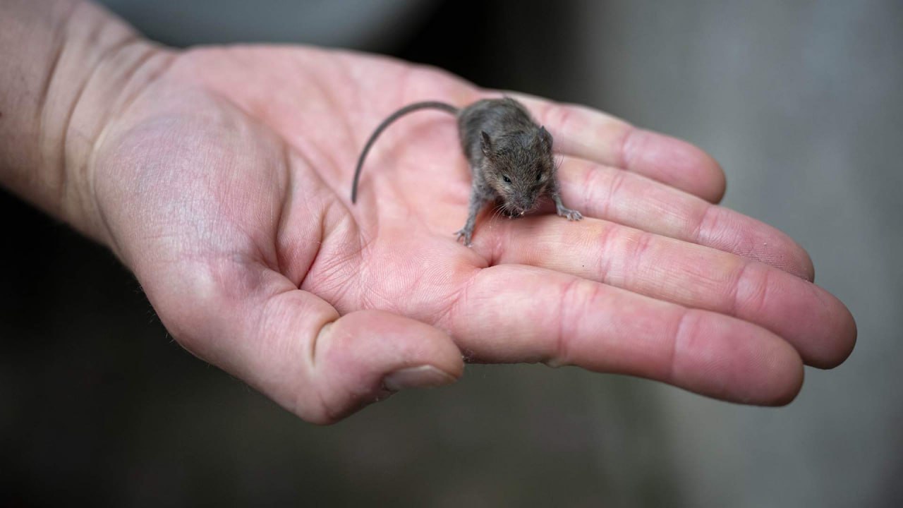 Роспотребнадзор зафиксировал вспышку мышиной лихорадки в России По данным ведомства за первые 10 месяцев 2025 года мышиной лихорадкой заразились свыше 3 3 тыс россиян в полтора раза превышает показатели прошлого года Грызуны переносят инфекцию но сами не болеют Геморрагическая лихорадка с почечным синдромом передается через продукты и питьевую воду зараженные выделениями мышей и крыс а также при вдыхании пыли содержащей их экскременты Среди симптомов головная боль лихорадка боли в спине и признаки поражения почек Заболевание опасно тем что ранние этапы его проявления могут напоминать грипп или другие простудные инфекции с выраженным лихорадочным синдромом рассказал доктор медицинских наук Владимир Неронов Известиям jkinvest news jkinvest