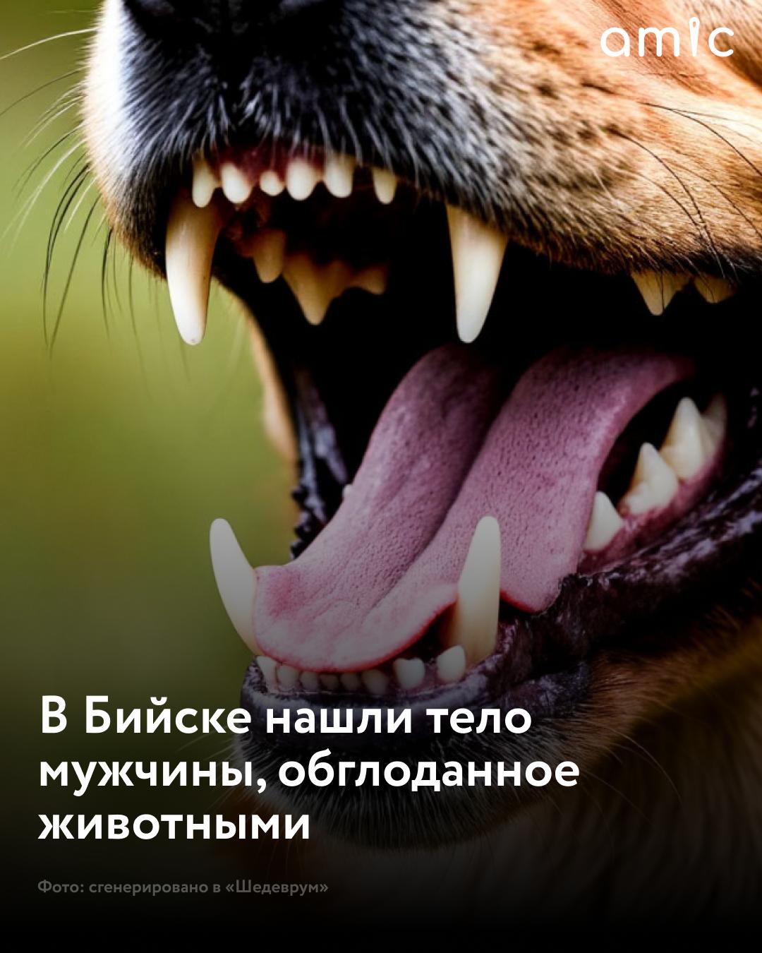 Лицо было обглодано в Бийске нашли пропавшего без вести мужчину Тело обнаружили на выезде из города в сторону Барнаула на минувших выходных Мужчине было около 50 лет сообщают очевидцы Установить личность сразу не удалось По всей видимости сказалось то что первыми до тела добрались животные возможно бродячие собаки Лицо было обглодано пишет издание Бийский рабочий Позже правоохранители установили личность мужчины Оказалось что ранее он пропал без вести Подписаться на amic ru Мы в Max