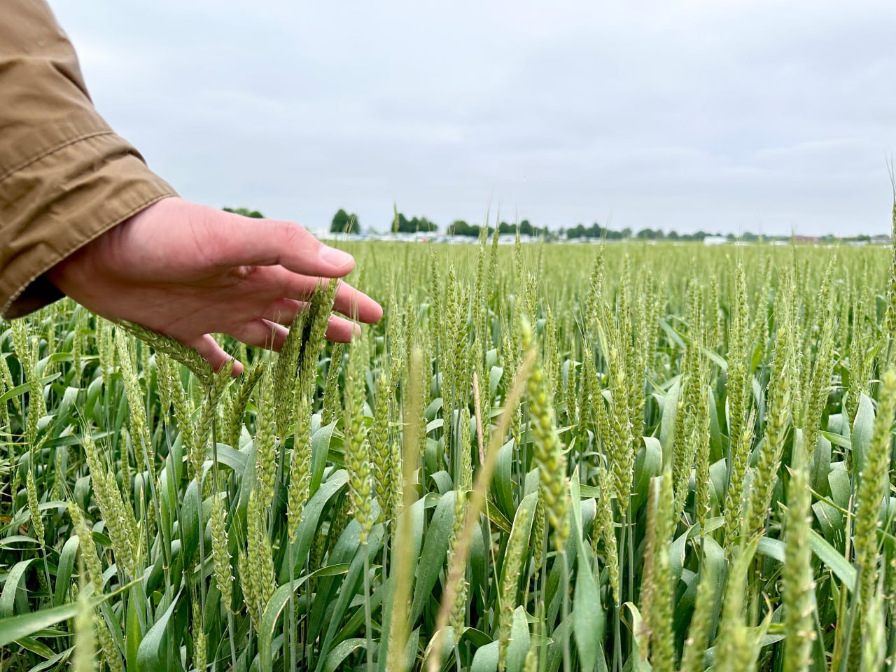 ГК Дело планирует создать в Омане хаб по перевалке зерна Моя идея создать хаб по перевалке зерна торговые операции проводить на территории Султаната Оман с последующим перераспределением доставкой зерна в африканские страны Прежде всего речь идет о восточном побережье Африки там много потребителей российского зерна отметил председатель совета директоров группы компаний Сергей Шишкарев АПК