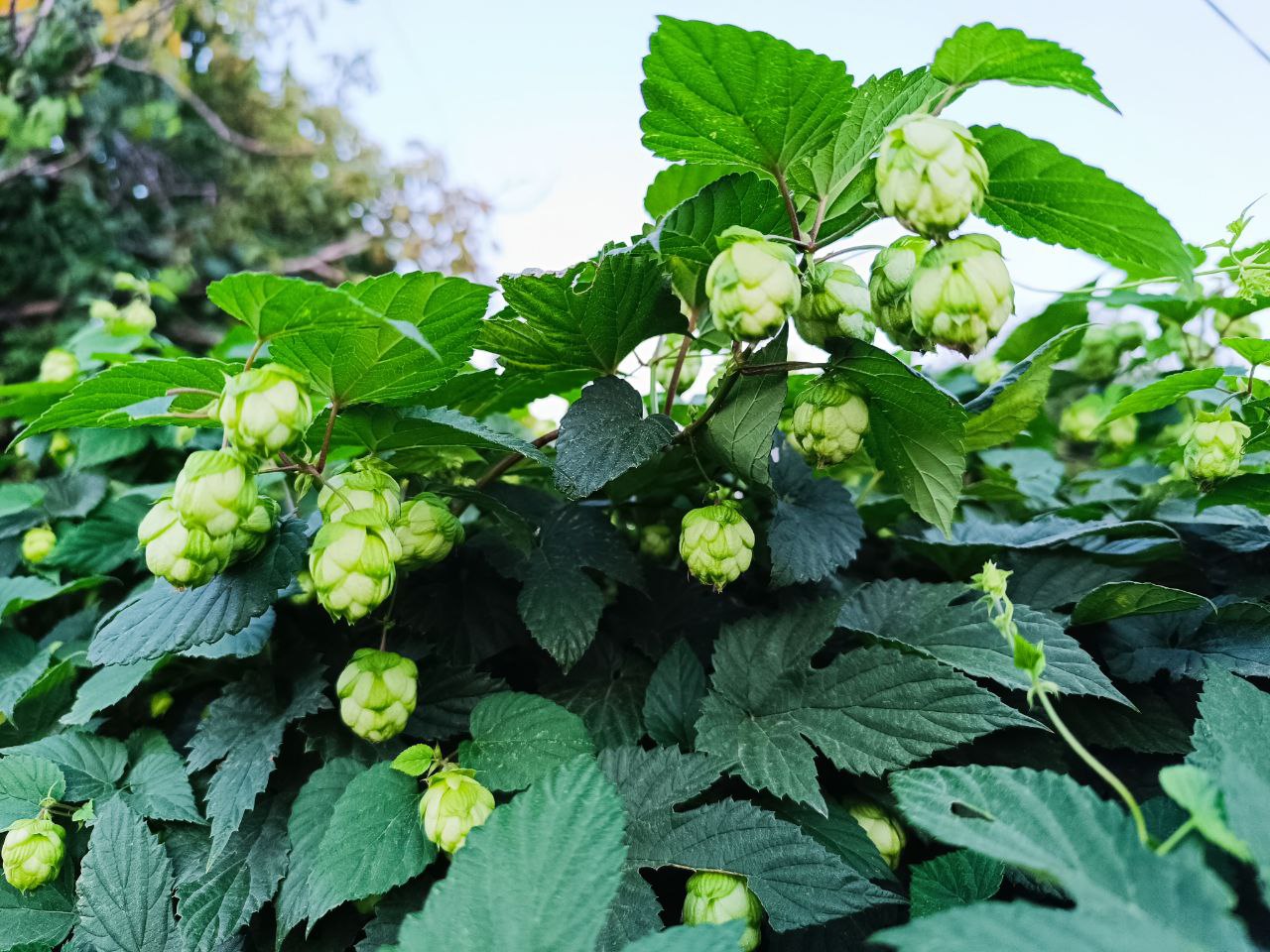 Три компании получат 75 4 млн рублей на развитие хмелеводства в Чувашии По информации республиканского Минсельхоза денежные средства будут выделены из федерального и республиканского бюджетов в форме грантов Средства направят на закладку 10 га новых хмельников строительство шпалер для 50 га плантаций и разработку четырех новых видов специализированной сельхозтехники Гранты выделяются по программе Чувашский хмель Победителями конкурса стали Русхмель Техма агромаш и Глобал Эксперт поволжье Компании отбирал Минсельхоз республики соглашения с ними уже подписаны