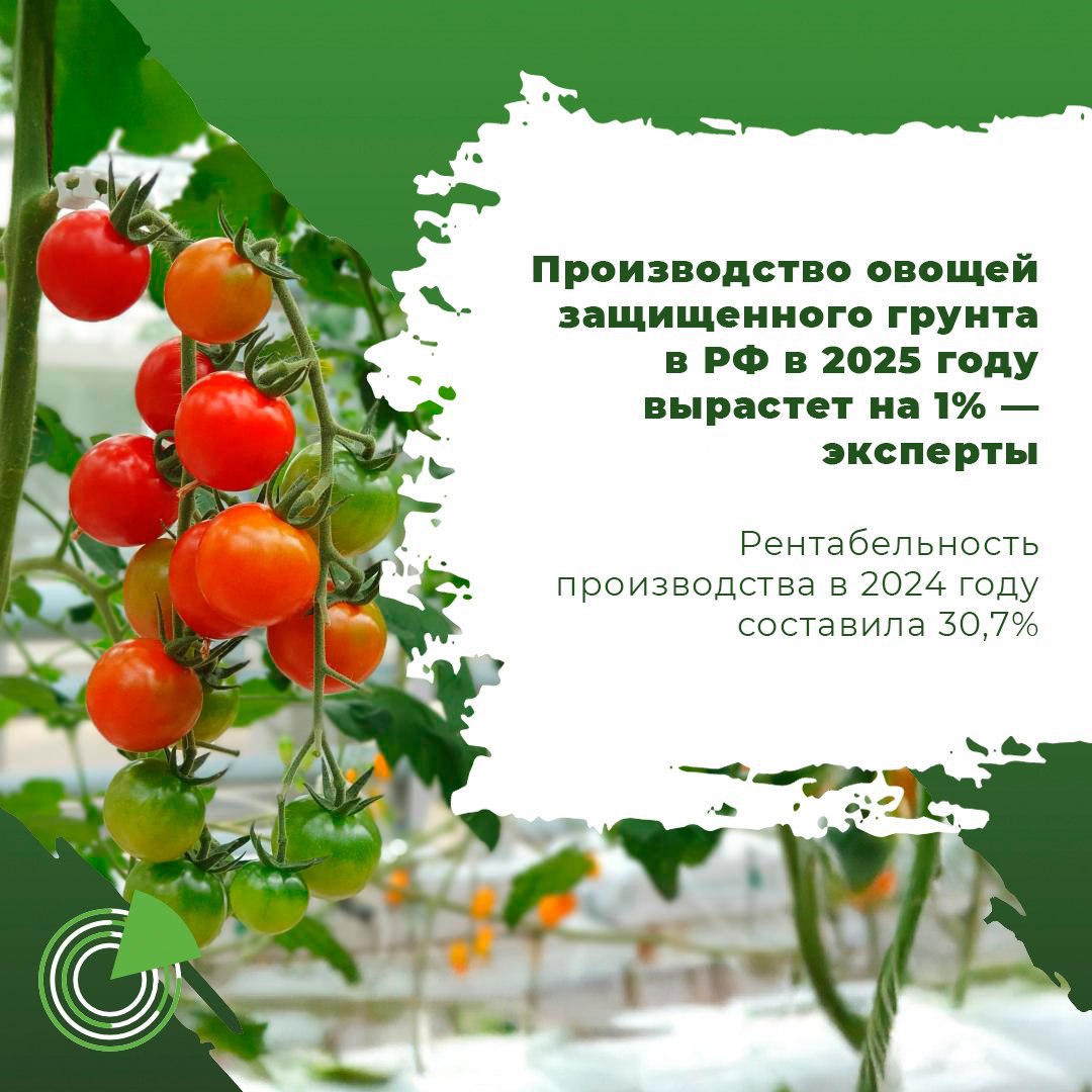 ПРОИЗВОДСТВО ОВОЩЕЙ ЗАЩИЩЕННОГО ГРУНТА В РФ В 2025 ГОДУ ВЫРАСТЕТ НА 1 ЭКСПЕРТЫ Сбор тепличных овощей в России по итогам 2025 года составит 1 65 млн т против 1 63 млн т в 2024 м Такой прогноз озвучил президент ассоциации Теплицы России Алексей Ситников на итоговом заседании комитета по АПК Торгово промышленной палаты По его словам площадь теплиц в стране в текущем году вырастет до 3 462 тыс га против 3 350 тыс га годом ранее Также Ситников сообщил что рентабельность производства овощей защищенного грунта выросла с 0 2 в 2022 году до 30 7 в 2024 м При этом показатель очень неоднороден по регионам Выгоднее всего производить овощи на Урале и в Сибири там показатель составляет 40 1 и 41 1 соответственно Подробнее   clck ru 3QYLuM