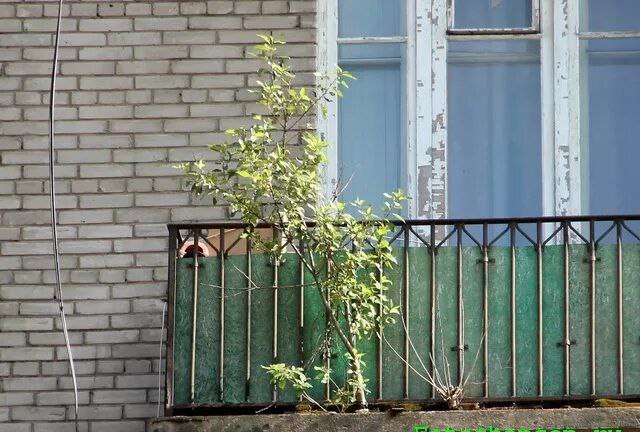 Дерево выросло на балконе многоэтажки в Улан-Удэ В Улан-Удэ жители двух домов пожаловались на бездействие управляющий компании. У них не убирали подъезды, в подвалах завелись грызуны, а в одном из домов на балконной плите даже выросло дерево. #Бурятия Подробности в «Номер один» Сообщить нам свою новость можно по кнопке: Письмо в редакцию
