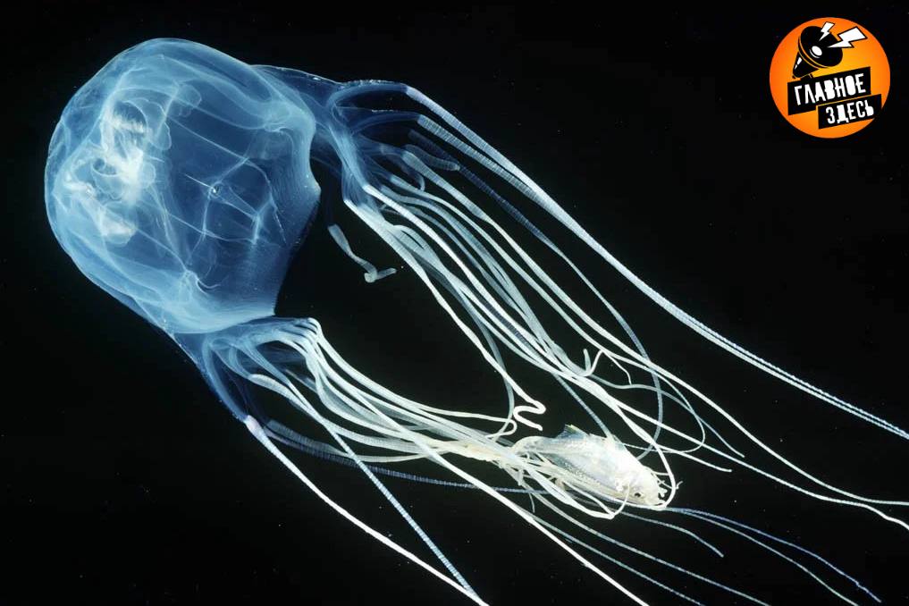 В Малайзии двухлетний ребенок из России умер после ожога ядовитой медузы Супруги Ольга и Никита Якубанец прилетели в Малайзию 14 ноября На следующий день семья отправилась на пляж Там во время купания в море ребенка ужалила кубомедуза Несмотря на немедленную помощь отца который начал реанимацию ребёнок перестал дышать Его доставили в больницу Sultanah Bahiyah где он четыре дня находился в реанимации но врачи его спасти не смогли Главное здесь Подписывайтесь