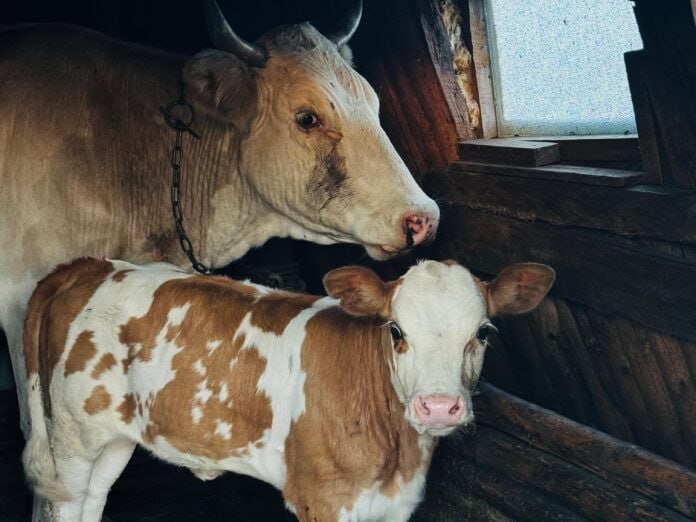 Зимовка скота и лошадей в Якутии проходит стабильно Зимний стойловый период для крупного рогатого скота и лошадей в Якутии проходит в штатном режиме Хозяйства региона обеспечены необходимыми запасами кормов По оперативным данным муниципалитетов общий остаток кормов составляет 238 41 тыс тонн сена 55 4 от заготовленного на зиму объема 15 2 тыс тонн силоса 49 6 и 5 тыс тонн сенажа 34 1 Подробнее читайте по ссылке Фото Мария Архипова Якутия 24 yk24 ru в MAX Telegram ВК VK Видео