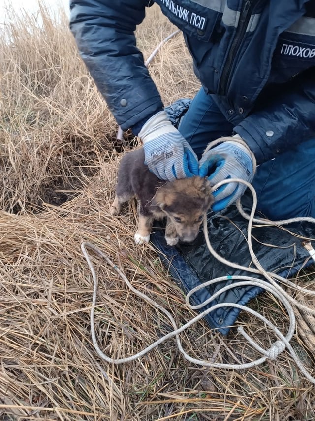 В Ростовской области спасли щенка, который провалился в расщелину в земле. Пёс провёл в трёхметровой узкой канаве всю ночь.  Утром 23 декабря спасателям Таганрогского подразделения областной службы спасения на воде поступило сообщение о том, что в селе Боцманово Неклиновского района в расщелину провалился щенок.  Расщелина на вершине 20-метрового обрыва на побережье Таганрогского залива была несколько сантиметров, поэтому спуститься за щенком спасатели не могли, и применили верёвку с петлей.  Мохнатый не сопротивлялся и вскоре оказался на поверхности.   Фото «Ростовской областной поисково-спасательной службы»  #новостиростова #ростовнадону