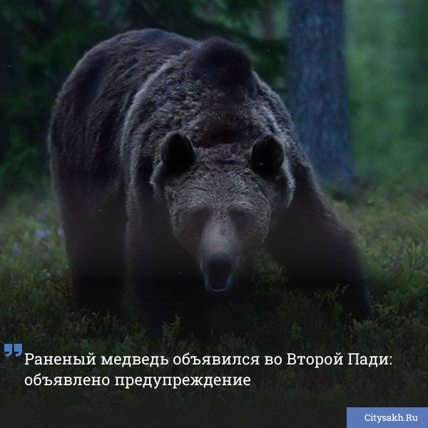 В СНТ Альбатрос 2 Корсаковского района два медведя разрушили пасеку и повредили имущество садоводов Жители отмечают что хищники выходят на участки уже несколько ночей подряд среди них замечен раненый зверь   citysakh ru news 122808