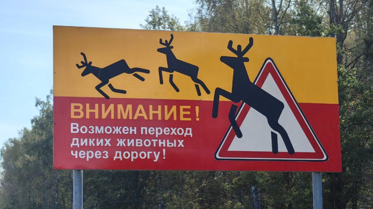 Брянских водителей предупредили о брачном сезоне лосей   guberniya tv bezopasnost 316372 Животные могут выбежать на проезжую часть ƃℾ подписаться прислать новость