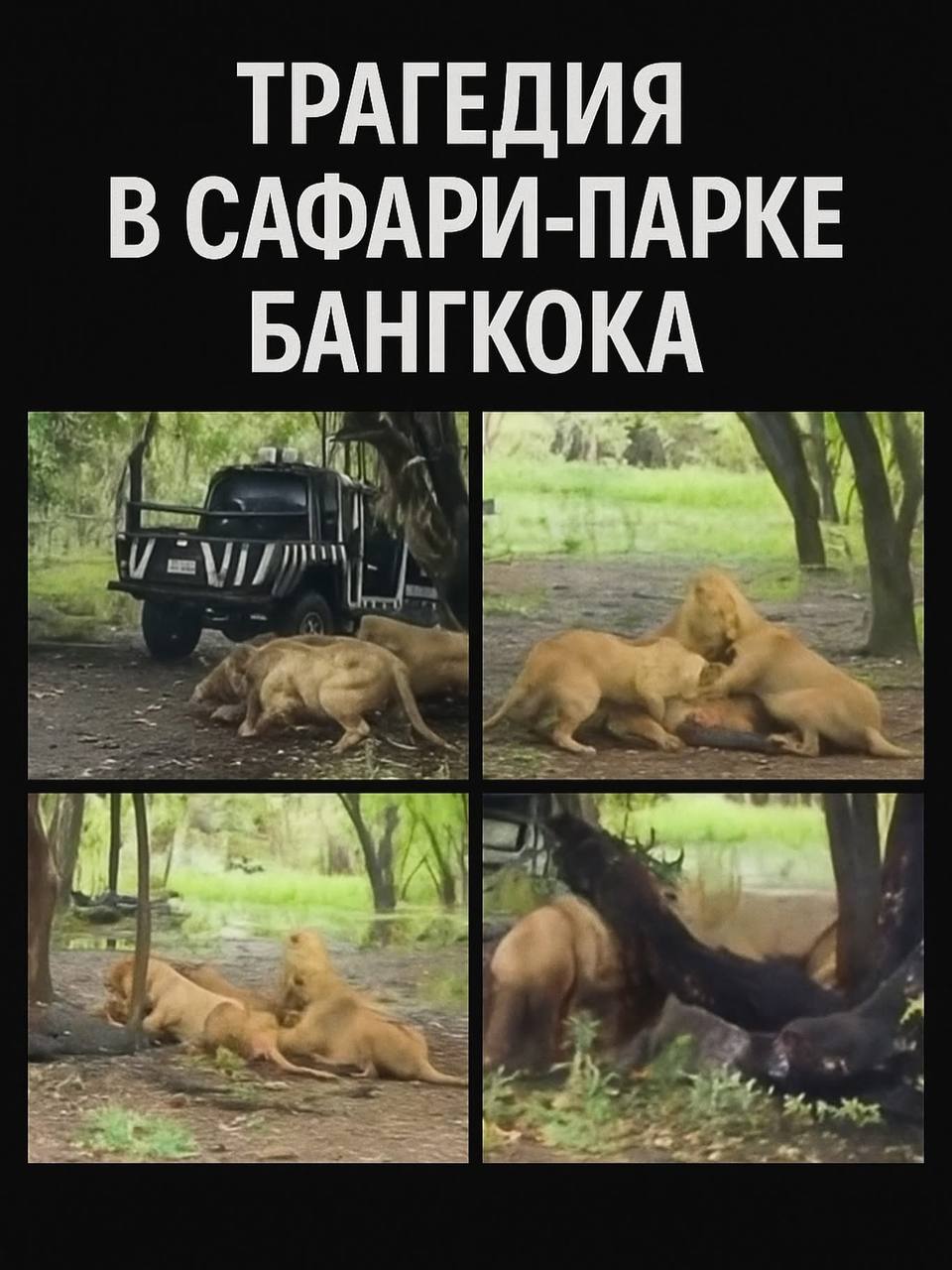 В Бангкоке львы загрызли смотрителя Safari World Вечером 10 сентября 2025 года в сафари парке Safari World произошла трагедия 58 летний смотритель посвятивший почти 30 лет работе с хищниками погиб после нападения львов По официальной информации мужчина нарушил инструкцию безопасности открыл дверь служебного автомобиля и наклонился за вещью Этого оказалось достаточно чтобы один лев атаковал а вскоре к нему присоединились ещё трое Нападение произошло на глазах у туристов которые сигналили и кричали пытаясь отпугнуть животных Всё длилось около 15 минут Когда коллеги подоспели на помощь было уже поздно врачи лишь констатировали смерть Руководство парка назвало случившееся первым подобным инцидентом в истории Safari World и заявило о пересмотре правил безопасности   Трагедия стала напоминанием дикие звери никогда не бывают полностью ручными а нарушение протокола может стоить жизни   Подпишись taika v