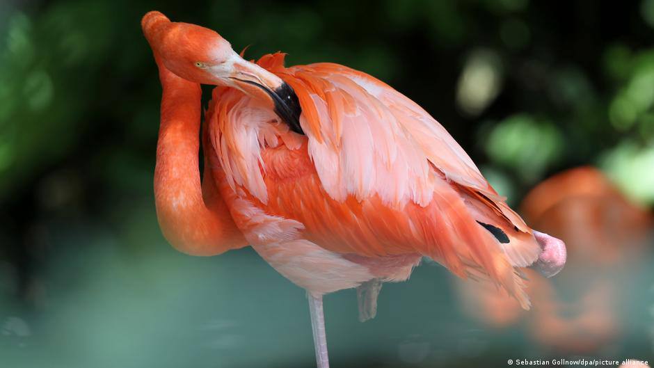 Розовый мигрант намерен обойтись без пособия На юге Германии полиция задержала необычного нарушителя границы фламинго мирно разгуливавшего вдоль дороги под Ульмом Птица не имела при себе документов и по словам очевидцев велa себя подозрительно спокойно Оперативно опрошенные зоопарки заявили что сбежавших фламинго у них нет Некоторые жители уже предложили предоставить пернатому убежище в своих садах но эксперты успокоили спасать мигранта не нужно климат в Ульме конечно не Майами но шансы на успешную интеграцию у него есть Теперь город гадает это случайный гость или разведчик из южных стран Одно ясно Ульм стал центром новой птичьей миграции и очередным доказательством что Германия по прежнему привлекает мигрантов со всего света