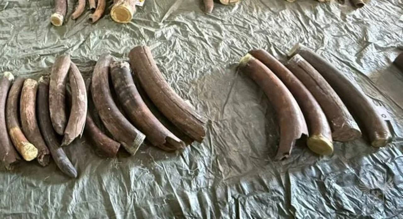 Тонну бивней мамонтов обнаружили хабаровские таможенники в чемоданах у иностранцев    Двое мужчин пытались незаконно вывезти в Китай через пункт пропуска Благовещенск 939 кг дериватов в 15 чемоданах.     При досмотре багажа контрабандисты не смогли пояснить наличие у них уникального груза, а также предъявить разрешительные документы на вывоз товара.   По заключению специалистов палеонтологические находки представляют собой культурную ценность.   Возбуждено уголовное дело по пункту «в» части 2 ст. 226.1 УК РФ  контрабанда культурных ценностей в крупном размере, совершенная группой лиц по предварительному сговору . Санкция статьи предусматривает до 10 лет лишения свободы со штрафом до 1 млн рублей.    Устанавливаются иные лица, причастные к контрабанде.  Мероприятия проводились совместно с УФСБ России по Амурской области.  #правоохрана