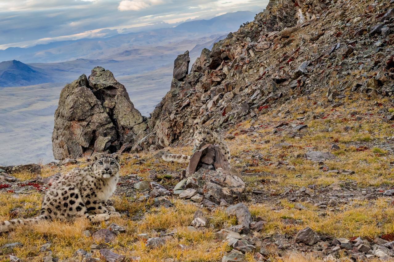 Лучший снимок с фотоловушки выбрали на конкурсе РГО «Самая красивая страна»  Спецприз «Снято на фотоловушку», учрежденный Центром «Амурский тигр» при поддержке компании «ФосАгро», выиграла работа Ильи Труханова. На ней запечатлена пара молодых снежных барсов в Сайлюгемском национальном парке. «Коты» поели и начали играть с фотоловушкой.  Подробнее читайте в материале у нас на сайте.  Фотоконкурс «Самая красивая страна» — масштабный проект Русского географического общества. Он проводится с 2015 года. За 10 лет на конкурс поступило 730 тыс. работ от 110 тыс. участников.    Центр «Амурский тигр»