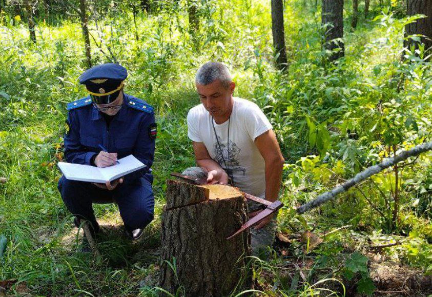 Прокуратура Ульяновского района проводит проверку исполнения природоохранного законодательства. Особое внимание уделяется вопросам противодействия незаконным рубкам лесных насаждений. По результатам проверки будут приняты меры прокурорского реагирования.