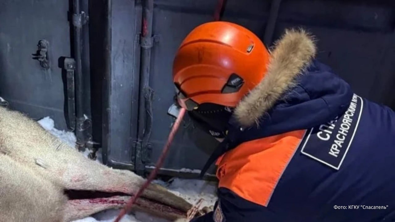 Окровавленного марала ставшего жертвой собак спасли в Красноярске Ослабленный олень после нападения псов выбежал из леса и бродил по улицам города сообщили в КГКУ Спасатель Специалисты поймали марала и аккуратно поместили в автомобиль Пострадавшему оленю окажут необходимую ветеринарную помощь РЕН ТВ ждет вас в MAX