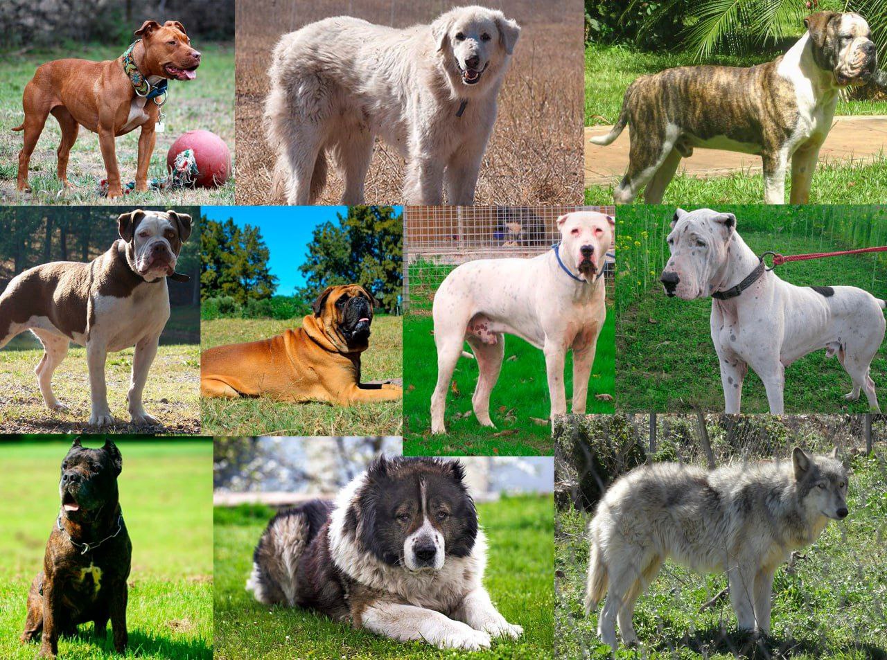 В Молдове с марта 2027 года разведение и размножение некоторых пород собак будет запрещено С момента вступления в силу новых положений граждане должны воздерживаться от покупки разведения и ввоза собак определенных пород на территорию Республики Молдова Те кто уже владеет этими породами смогут их оставить при условии обязательной их регистрации и принятии необходимых мер по стерилизации или кастрации Это еще один решительный шаг на пути к соответствию международным стандартам безопасности и благополучия животных сообщает ANSA 1 Акбаш 2 Алапахский бульдог 3 Американский бандог 4 Американский питбультерьер 5 Бульмастиф 6 Булли Кутта 7 Бульдог кампейро 8 Кавказская овчарка 9 Гуль донг 10 Волкособ 11 Гибрид волкособаки  Подпишись на ГРТ