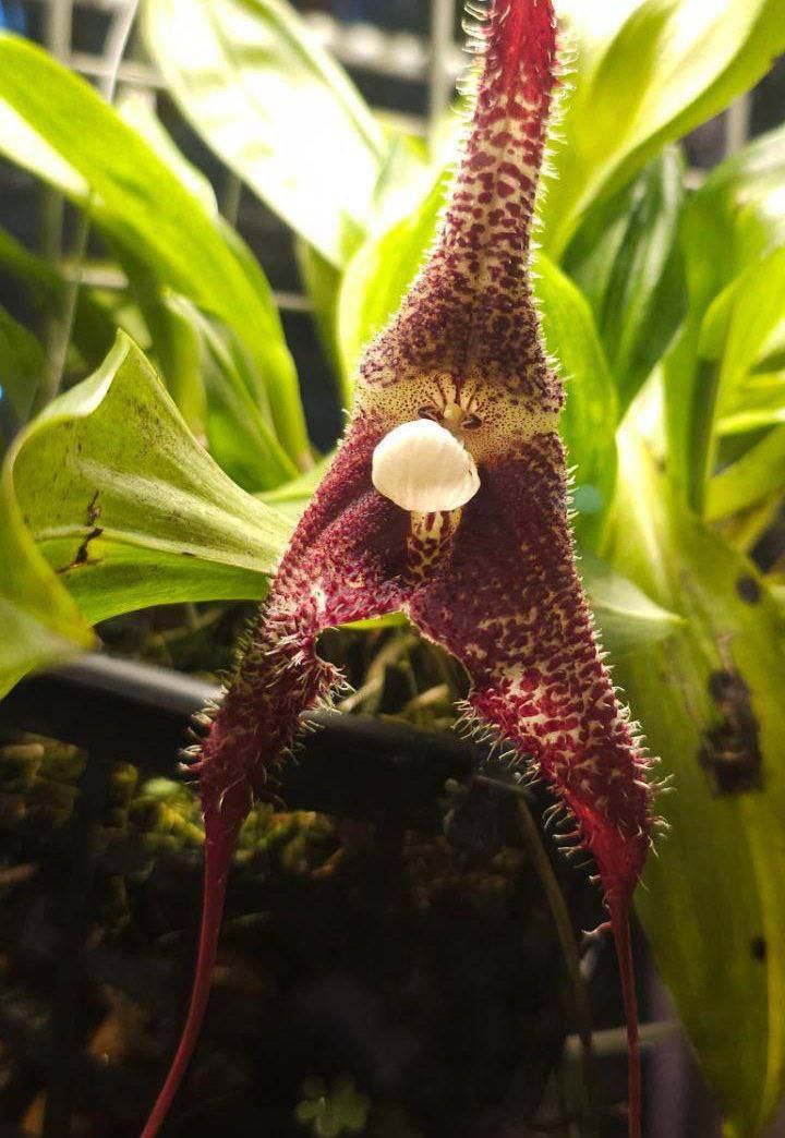 Уникальная орхидея вампир распустилась в Аптекарском огороде ее можно наблюдать в Пальмовой оранжерее Процесс цветения этого необычного растения продлится совсем недолго