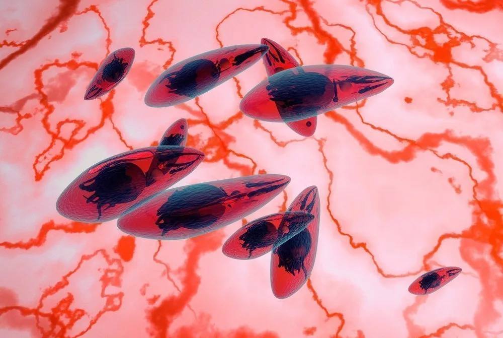 Кошки угрожают мужской репродуктивной функции: паразит Toxoplasma уничтожает сперматозоиды за 2 дня. Всего через двое суток после заражения токсоплазмы проникают в яички и начинают разрушать сперматозоиды, лишая их жизнеспособности. Токсоплазмозом инфицированы около 1,5 миллиарда людей. Заразиться можно, например, при чистке кошачьего лотка, а полностью избавиться от паразита крайне сложно. Наш второй канал РУПОСТ 18+ Подписывайтесь.