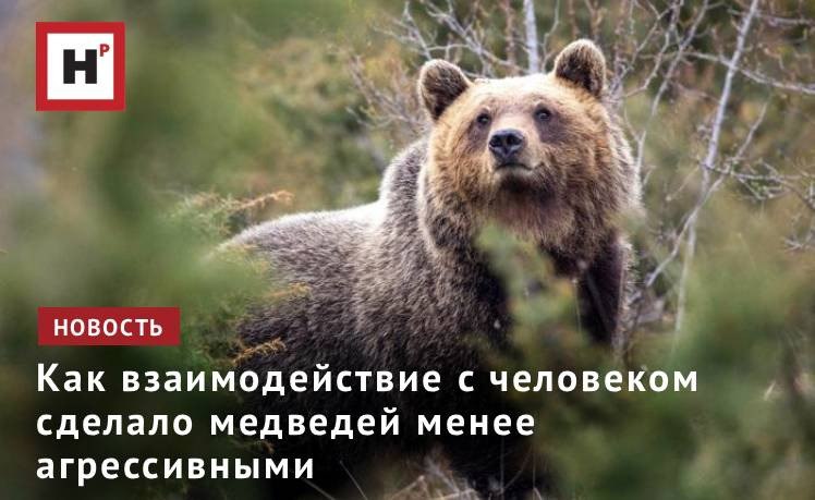 В новой статье сообщается что итальянские медведи живущие в районах с большим количеством деревень эволюционировали и стали менее агрессивными Апеннинский бурый медведь это небольшая изолированная популяция обитающая только в Центральной Италии и издавна живущая рядом с людьми Эта популяция отделилась от других европейских бурых медведей 2000 3000 лет назад и оставалась полностью изолированной со времён Римской империи Сегодня бурые медведи в Апеннинах демонстрируют значительные фенотипические различия по сравнению с другими популяциями бурых медведей У них более мелкие тела уникальные черты головы и морды а также менее агрессивное поведение чем у европейских североамериканских и азиатских бурых медведей Полученные данные свидетельствуют о том что отбор по генетическим вариантам был вызван тем что люди убивали более агрессивных медведей Фото Bruno D Amicis Molecular Biology and Evolution Подробнее на портале Научная Россия медведи генетика