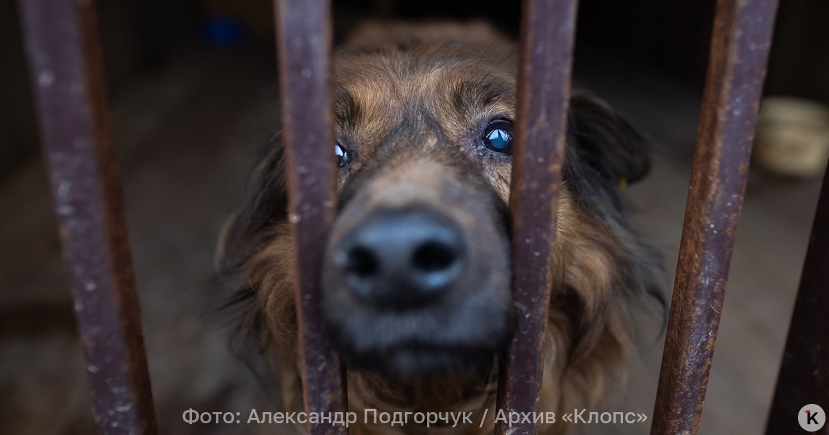 В Ростовской области в зооприюте нашли 200 мёртвых животных В Ростовской области полиция проводит проверку зооприюта где обнаружено 200 мёртвых животных Об этом в воскресенье 21 декабря сообщает Интерфакс Сотрудники полиции прибыли на место происшествия В настоящее время проводится проверка направленная на выяснение обстоятельств произошедшего отмечается в сообщении По данным местных СМИ около 200 мёртвых животных были обнаружены в приюте в Аксайском районе Ростовской области