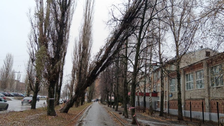 Воронежцы пожаловались на опасное дерево у медколледжа   Его ствол наклонился над пешеходной дорогой у дома №46 на улице Космонавтов.    Спасатели отметили, что опасное дерево уберут после затяжных дождей. Однако для таких работ нужна автомобильная вышка высотой около 20 метров. Такой в распоряжении ГО и ЧС, а также управы Советской района нет. Технику ждут.    Кроме того, убирать дерево на высоте при дождях  – опасно.