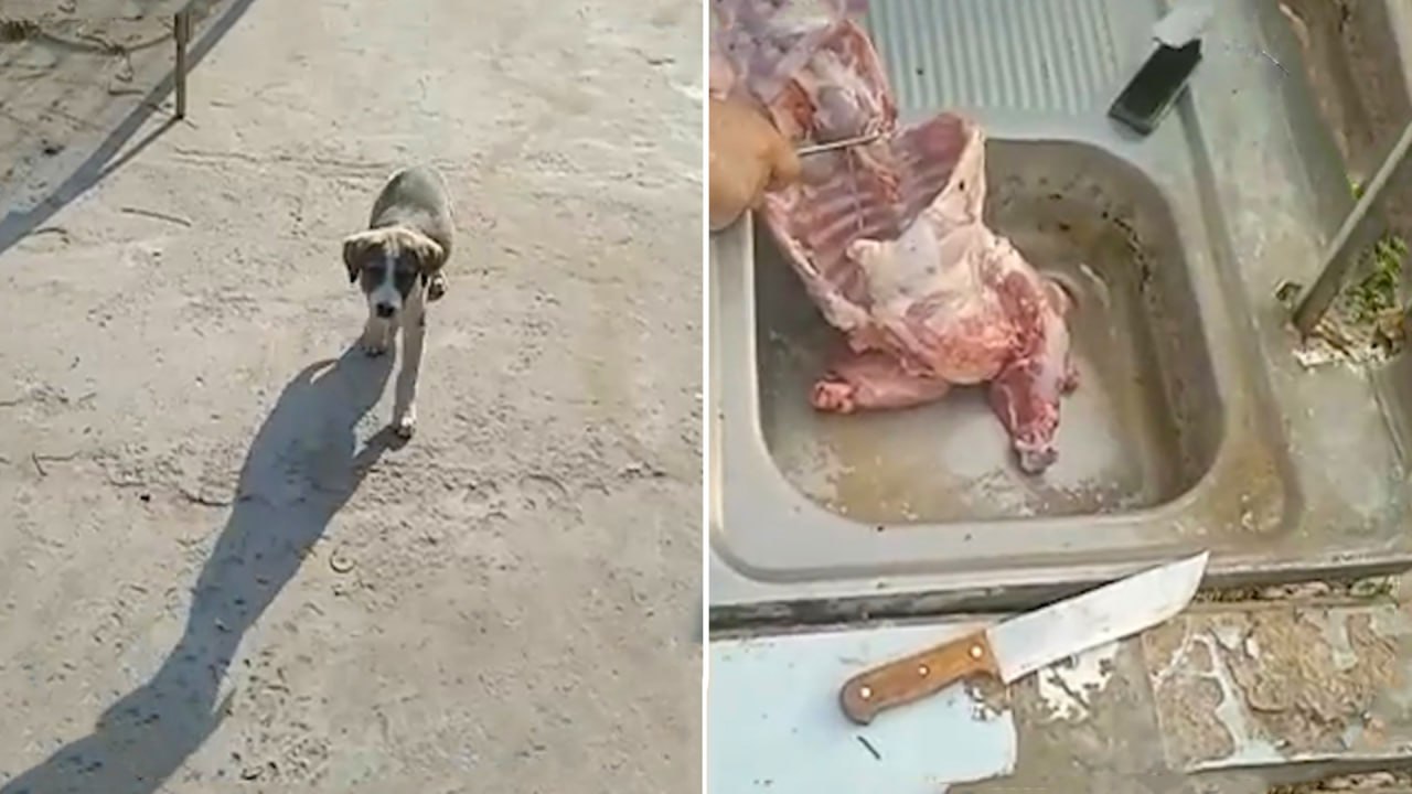 В Ташкентской области задержан мужчина убивший свою собаку на мясо видео За жестокое обращение повлёкшее гибель животного задержанному грозит штраф до 4 млн сумов или арест до 15 суток uznews uz ru news 106341 uznews