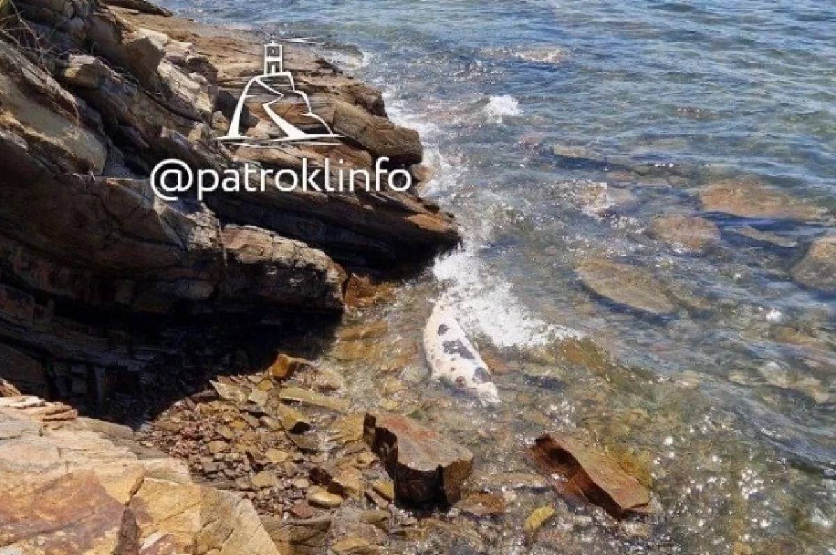 Во Владивостоке в районе Патрокла нашли тело тюленя Сегодня, 8 июня жители Владивостока обнаружили страшную находку. На берегу бухты недалеко от Патрокла был найден тело погибшего тюленя. Причины смерти млекопитающего не известны. Специалистам предстоит узнать, из-за чего он погиб. Подробнее в «АиФ - Приморье»
