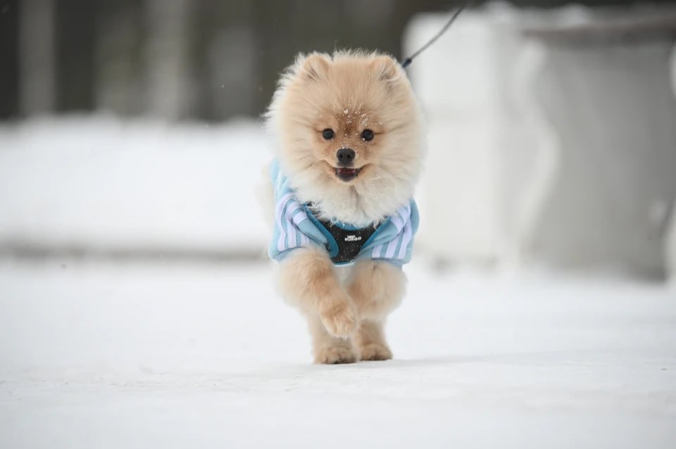 В Челябинской области с 2026 года начали госрегистрацию домашних питомцев Всем собакам теперь хозяева обязаны установить чип Он будет содержать уникальный код ссылку на электронный паспорт четвероногого друга Чипирование процедура при которой под кожу животного вживляется микросхема размером с рисовое зернышко рассказала ветеринарный врач кардиолог Челябинской ветстанции Галина Бессарабова Чип не требует обслуживания не имеет срока годности и действует пожизненно Чип вживляется под кожу обычно в область левой лопатки с помощью специального шприца процедура сравнима с обычным уколом Считать данные с чипа можно специальным сканером Это поможет если собака потеряется В ветклинике или приюте смогут просканировать животное и сразу понять кто его владелец Вдобавок чип обязателен для участия в серьезных выставках или для ввоза питомца во многие страны Подписаться на chelkp Мы в MAX