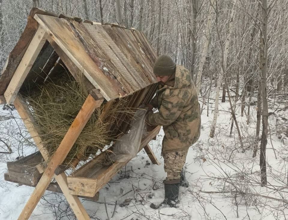 Для подкормки животных в Оренбуржье используют 200 тонн ячменя и 3 тонны соли   Подкормка проводится для того, чтобы звери перенесли сложности холодного времени года и не страдали от истощения. Это позволяет исключить задержку развития молодняка, минимизировать риск возникновения и распространения болезней животных и сократить уровень их миграции.   В минеральной подкормке больше всего нуждаются косули и лоси. В дикой природе они питаются ветками, ягодой, травой и грибами. Но из-за отсутствия в рационе комплекса необходимых микроэлементов зверей рекомендуется подкармливать солью, богатой натрием и кальцием.   Выкладка кормов осуществляется на специальные площадки, в кормушки и на точки минеральной подкормки – солонцы. Подкормка продлится до наступления весны.