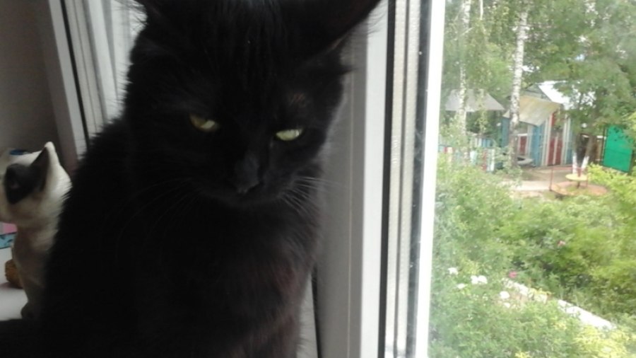 Калужские ветеринары отметят День кастрации В этот день в феврале ветеринарные клиники по всему миру проводят кастрацию и стерилизацию животных по льготным расценкам Цель не кастрировать как можно больше кошек и собак за один день а донести что кастрация наиболее эффективный способ минимизировать популяцию бездомных животных и предотвратить распространение инфекционных заболеваний отметили в областном комитете по ветеринарии Главный плюс на улицах не появятся новые несчастные щенки и котята обреченные на скитания и болезни К тому же вовремя сделанная операция продлевает жизнь питомца и делает ее более комфортной