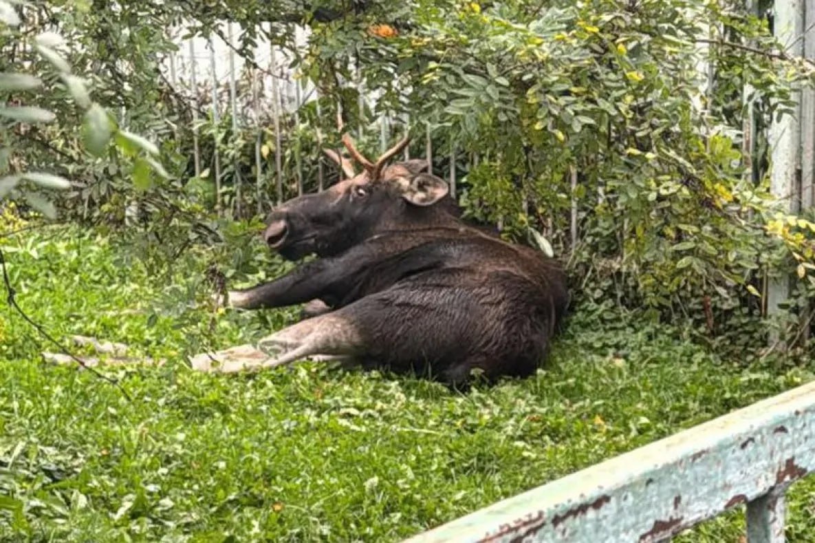 ⏺ Огромный лось переполошил центр  Николаевска-на-Амуре   Вчера вечером лось пробежал по одной из главных улиц города. Скорее всего, зверь пришёл к людям из тайги по ошибке или из-за давления хищников.   Улицу, по которой бегал лось, своевременно перекрыли. Зверь оказался на территории детского сада «Сказка», который также был оцеплен.  Специализированные службы подготовили средства анестезии и выстрелили в лося из специального ружья.   Когда огромный зверь уснул, его краном погрузили на грузовик и вывезли подальше от человеческого жилья, чтобы выпустить на свободу.