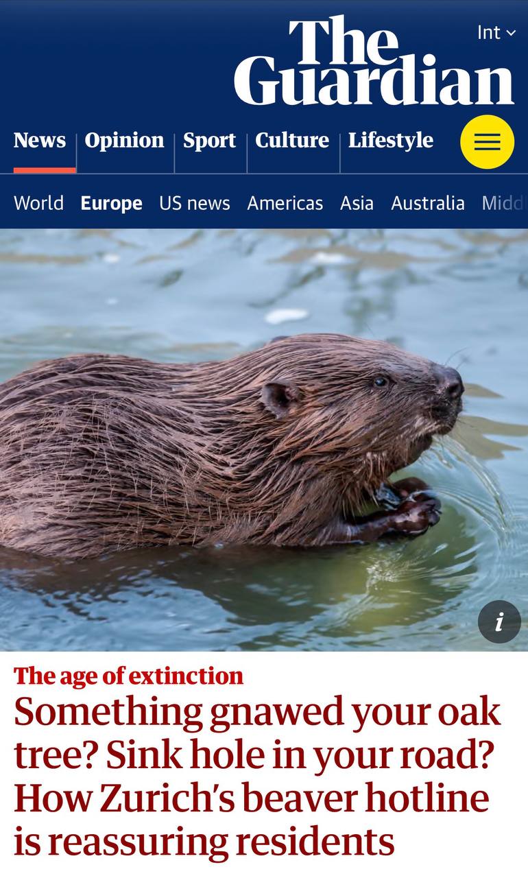 В швейцарском кантоне Цюрих создали специальную горячую линию для жалоб на бобров Об этом сообщает The Guardian На ней работают экологи которые дают советы местным жителям оценивают ущерб и возможные компенсации Ежегодно на покрытие ущерба от бобров правительство страны выделяет 100 млн Это крупнейший подобный фонд в Европе investingcorp