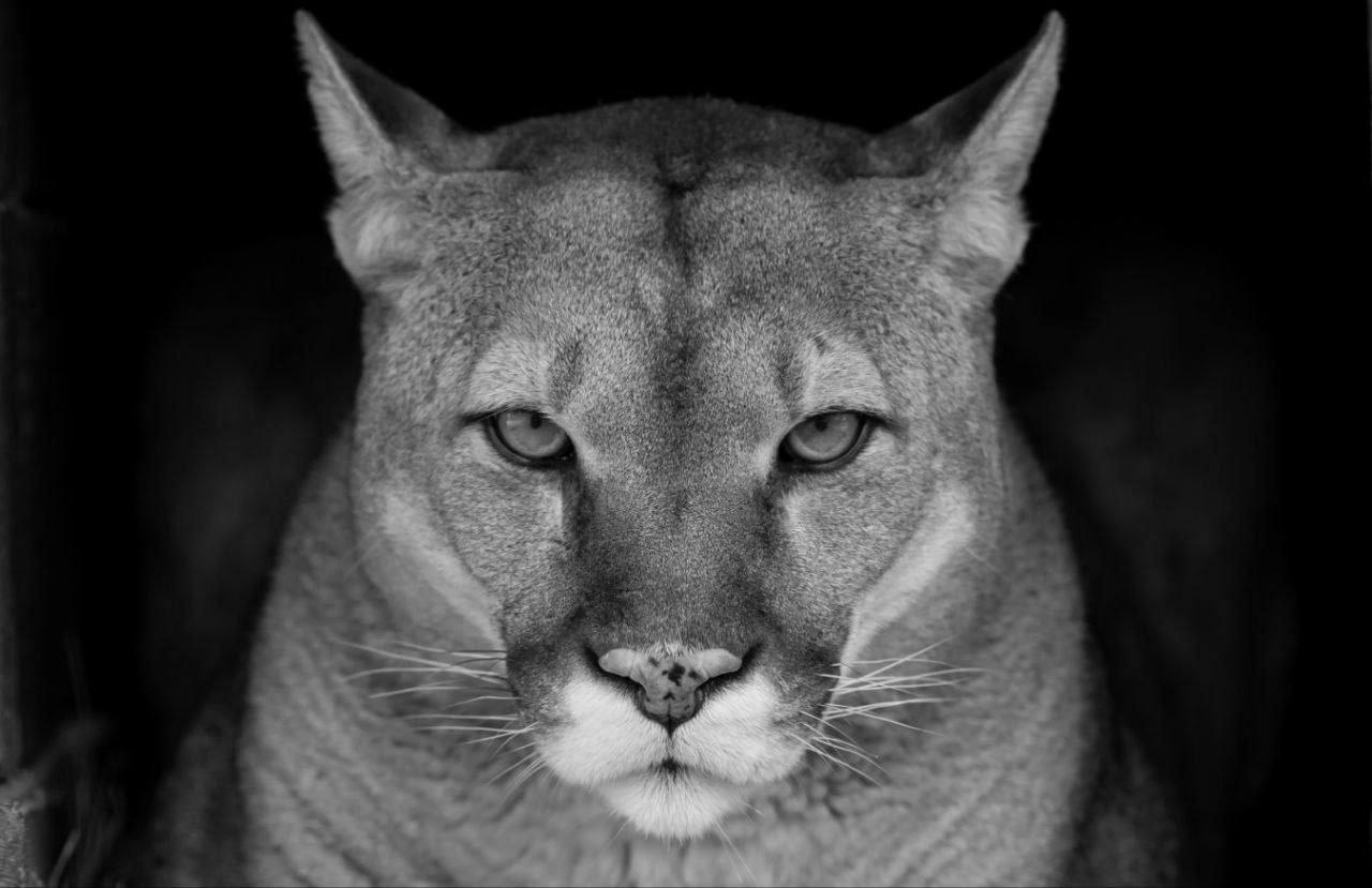 Барнаул 1 В барнаульском зоопарке скончалась 14 летняя пума Пума с именем Рони жила в Барнауле с 2012 года За все эти годы у пары Рони и Кнопы появилось восемь котят Причина смерти возрастные изменения Подписаться Прислать новость