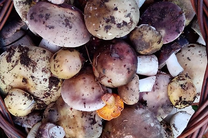 Свердловчане продолжают собирать грибы даже в конце октября Несмотря на конец сезона любители тихой охоты продолжают ходить в лес Грибов уже немного но находки всё же случаются Свердловчане отмечают что чаще всего попадаются сыроежки пусть небольшие но вкусные Октябрьские сыроежки Лес не отпускает Первоуральский район рассказала грибница Людмила Буздалова А жительница Верхней Туры Любовь Бурханова поделилась что даже в конце октября в лесу можно встретить грибы 25 октября район Верхней Туры А лес то еще не совсем заснул С удивлением нашла пару живых лисичек Положила их на поваленное дерево пусть белочки или бурундуки найдут пригодятся им Напомним что приятная осенняя погода будет радовать свердловчан еще несколько дней uralweb ru