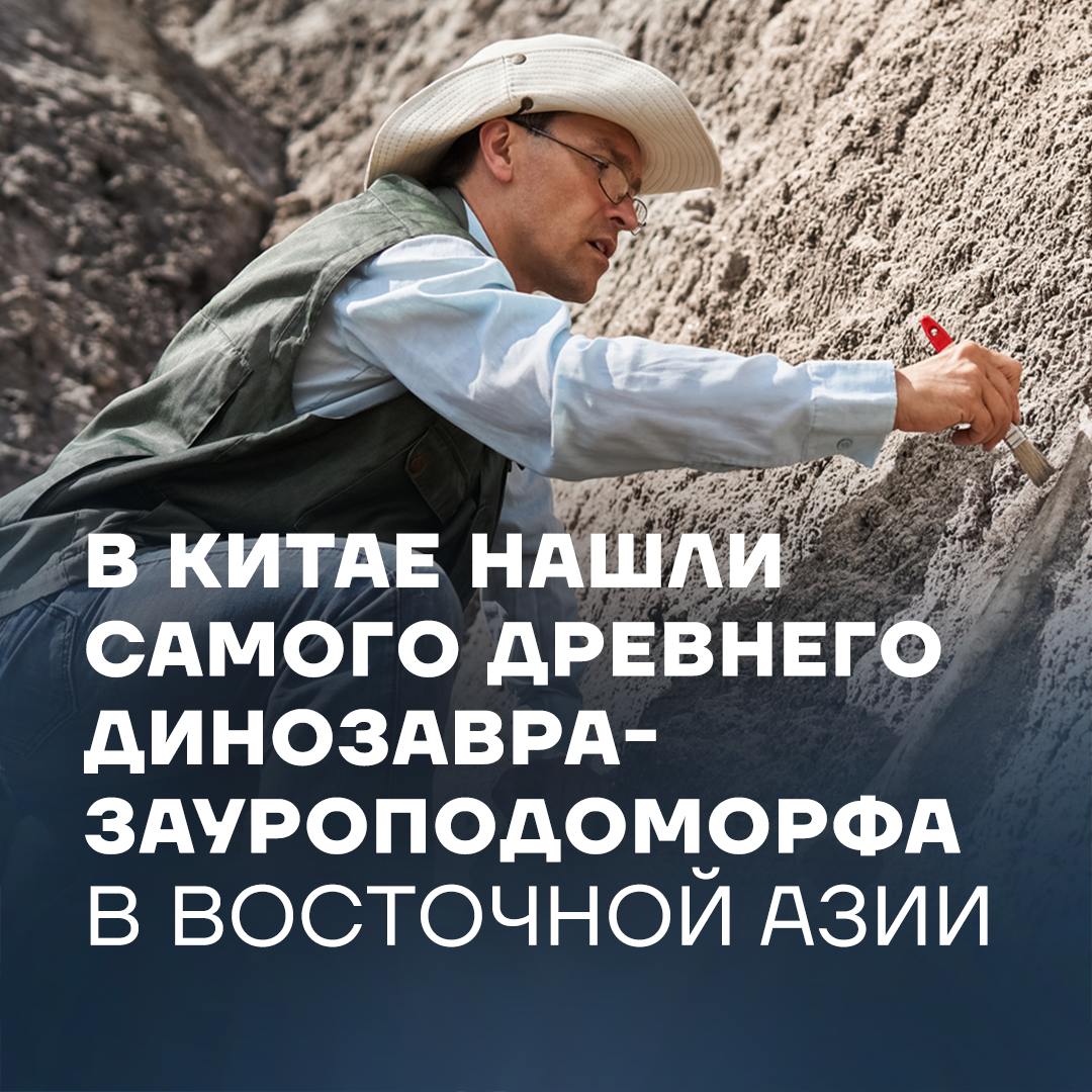 Окаменелости нашли еще в 2020 году в поселке Ванде. После пяти лет работы – реставрации и изучения – специалисты подтвердили, что это самый древний зауроподоморф, когда-либо найденный в Восточной Азии. Возраст находки – около 200 млн лет.  Анализ показал, что данный вид отличается от других подобных динозавров: он был меньше, имел гладкую эмаль зубов, тонкую лопатку, длинные пальцы и необычное соотношение костей рук. Все это говорит о том, что он, скорее всего, передвигался на двух ногах.