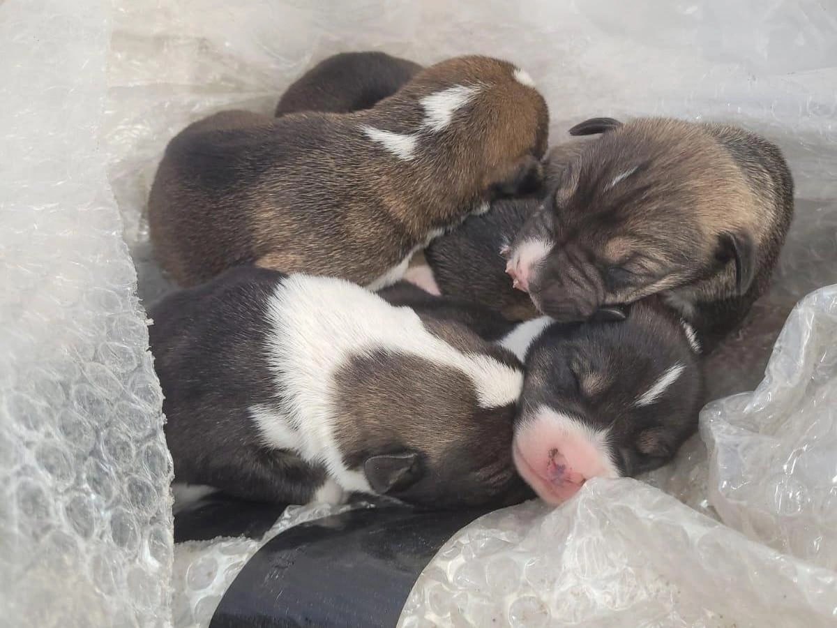 Завернули в пакет и живьем закинули в мусорку сотрудники ЭкоЦентра ищут приют для пяти новорожденных щенят Замерзший и обессиленный выводок нашли водители мусоровоза на баках Верхней Ельшанки в Советском районе Горожане предполагают что изнеможенные животные могут не дожить до утра Хозяйка приюта ДогШанс рассказала что выходить животных получится лишь новым хозяевам в условиях приюта они погибнут Если они новорожденные с ними нужно сидеть кормить каждые два часа козьим молоком или найти собаку для кормления Если вы готовы взять щенят к себе то пожалуйста свяжитесь с редакцией V1 ru любым удобным для вас способом