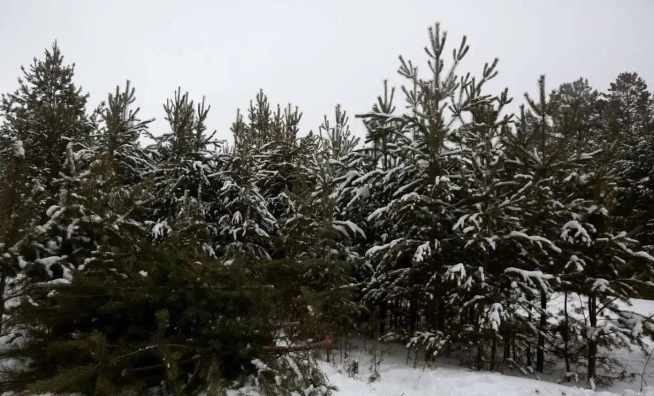В лесах Северной Осетии незаконная вырубка хвойных деревьев не допущена В преддверии новогодних праздников в зеленом фонде Северной Осетии не было выявлено ни одного случая незаконной вырубки елей По словам министра природных ресурсов и экологии РСО Алания Вадима Базаева такой результат стал возможен благодаря четкому взаимодействию и успешному проведенному комплексу мероприятий в том числе усилению охраны лесных насаждений и проведению просветительской работы с населением Усиленное патрулирование проводилось в период с 15 по 31 декабря Особое внимание уделялось участкам где произрастает хвойный молодняк Лесные инспекторы региона совместно с правоохранительными органами провели 10 рейдов Принятые меры в поддержку нацпроекта Экологическое благополучие позволили не допустить нарушений лесного законодательства на землях государственного лесного фонда и фактов вырубки хвойных деревьев добавил Вадим Базаев Напомним на протяжении нескольких лет регион входит в число субъектов где в предновогодний период не было допущено ни одного нарушения правил по заготовке хвойных деревьев