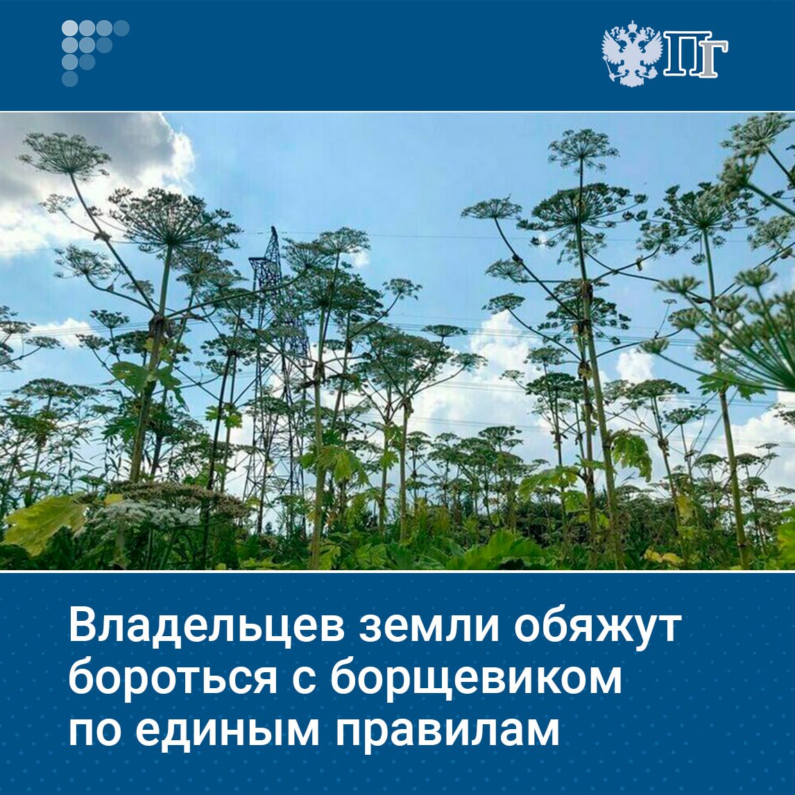 Для борьбы с борщевиком и другими опасными сорняками собираются внести изменения в шесть федеральных законов и закрепить понятие «чужеродные инвазивные растения». Законопроект во втором чтении приняли на пленарном заседании Госдумы 15 июля. Что может измениться для владельцев земельных участков и когда в России планируют победить борщевик, узнала «Парламентская газета» Подписаться на «Парламентскую газету»