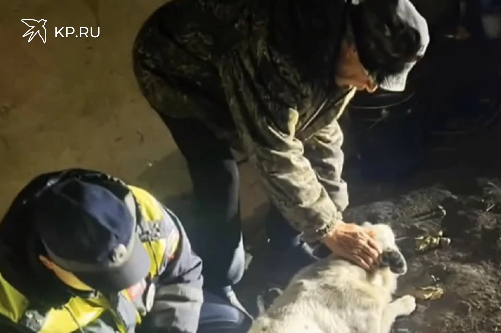 Под Воронежем инспекторы ДПС спасли сбитую машиной собаку В Верхнехавском районе Воронежской области сотрудники Госавтоинспекции спасли бездомного пса сбитого машиной ДТП произошло на днях примерно в 15 36 часов в селе Большая Приваловка Мазда совершила наезд на уличную собаку которую очень любили подкармливали местные жители При этом пес выжил получив перелом задней правой лапы Неравнодушные инспекторы ДПС Геннадий Провоторов и Николай Шабунин позвонили ветеринару узнали как оказать первую помощь собаке потом нашли женщину согласившуюся предоставить пострадавшему псу временное жилье в гараже Потом инспекторы на попутном микроавтобусе доставили собаку к месту ночлега купили в аптеке необходимые лекарства вернулись и сделали животному обезболивающий укол